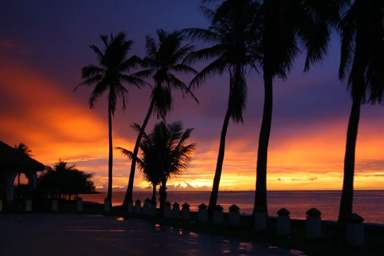 there are many palm trees in front of the ocean