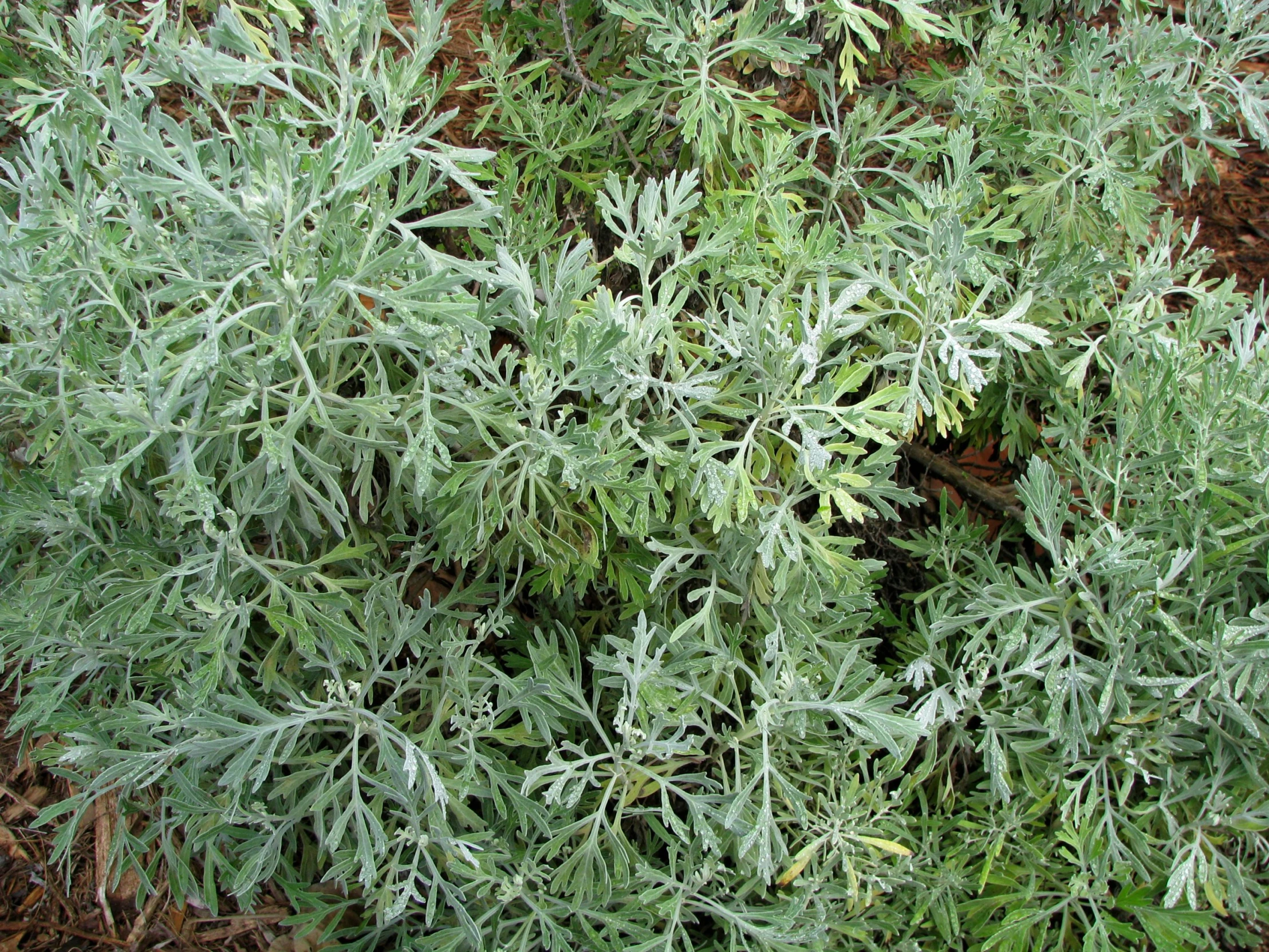 an image of a plant with frost on it