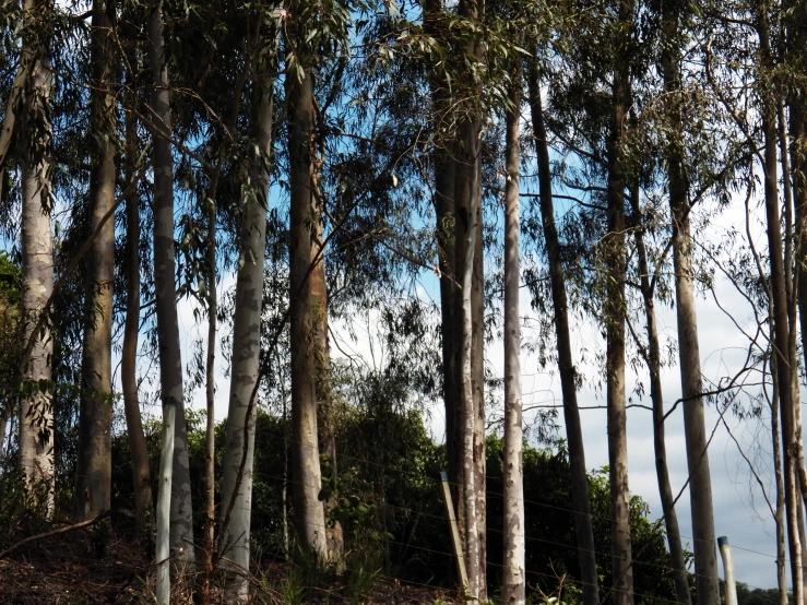 a bench is in between the trees of a wooded area