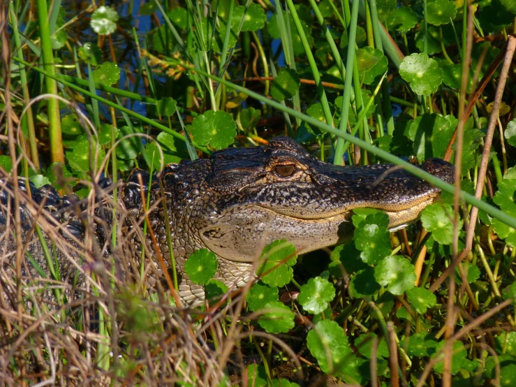 a crocodile that is sitting in the grass