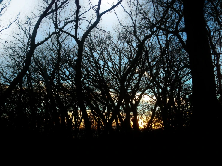 dark trees with a setting sun in the background