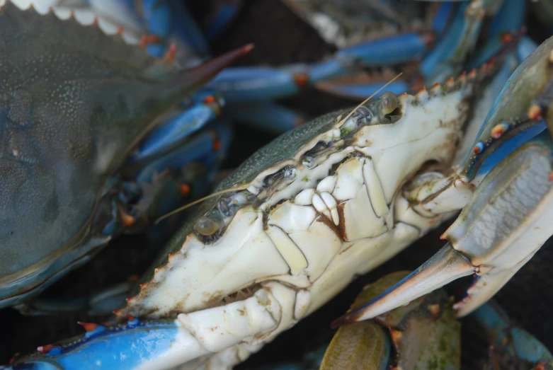 there is blue and white crabs in the water