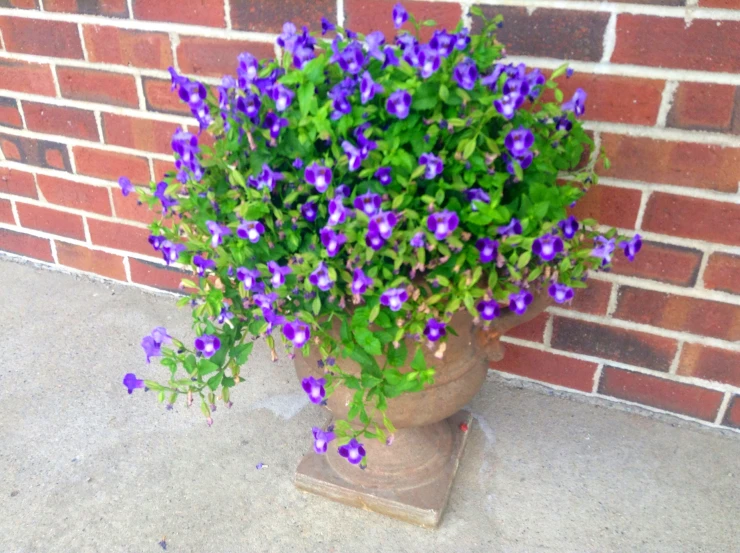 a planter filled with purple flowers near a brick wall