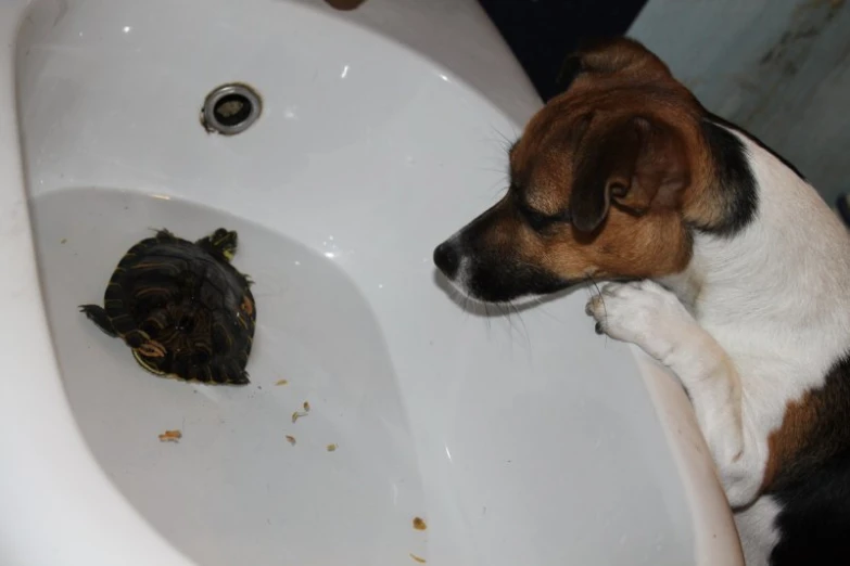 a dog looking at an adorable turtle in the sink