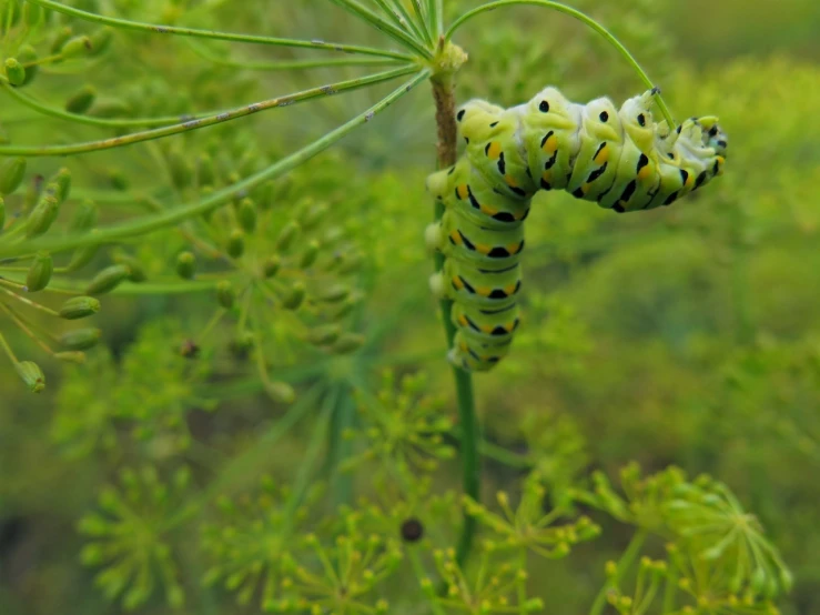 a caterpillar that is perched on a small green plant