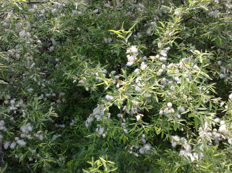 the flowers are white and green near the trees