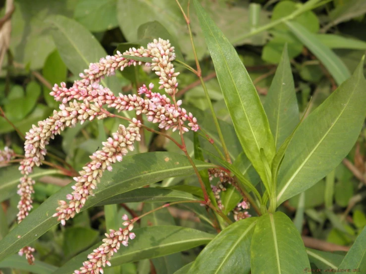 flower stalks in the middle of a forest