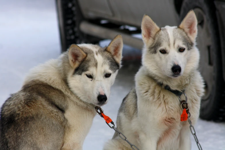 two husky dogs sitting on snow looking at the camera