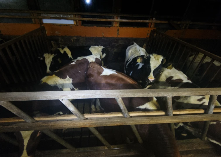 a group of cows laying down in a pen