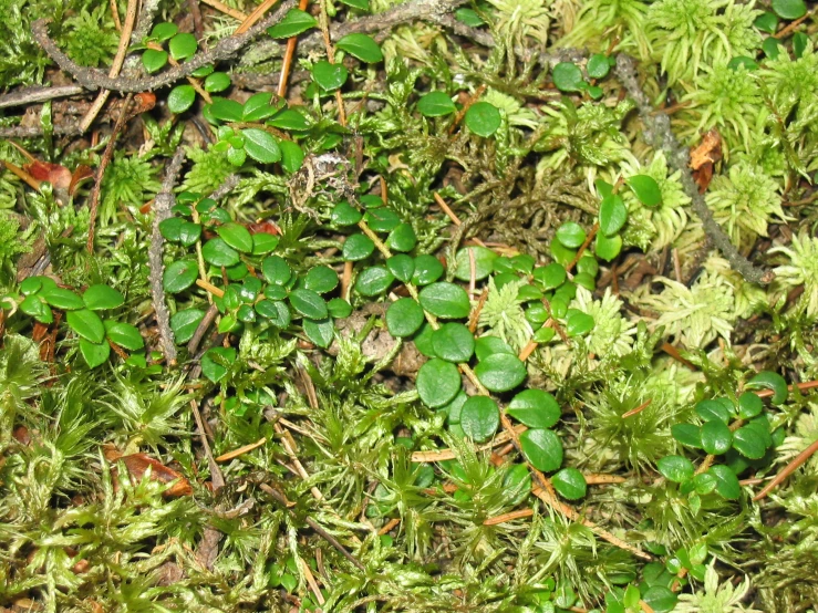 green moss and weeds on the ground in the forest