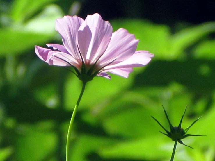 this is an image of a single flower