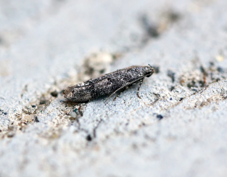 the moth is walking along in the sand