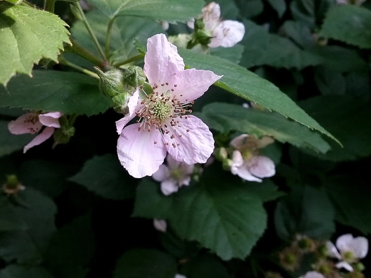 a cluster of white flowers with green leaves on the bottom