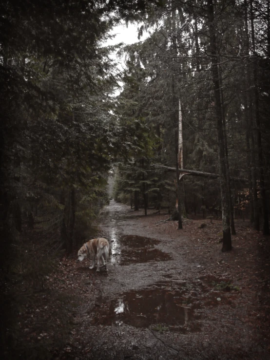 a dog on the side of a road that is covered in mud