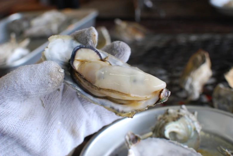 a hand in a white glove holding up oysters