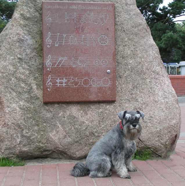 there is a dog sitting next to a stone