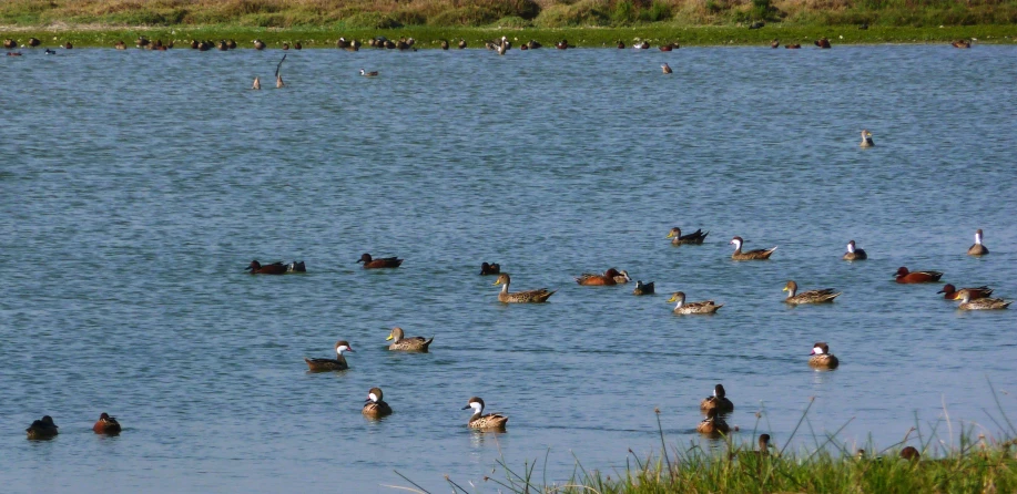 ducks swim with lots of people and ducks in a large lake
