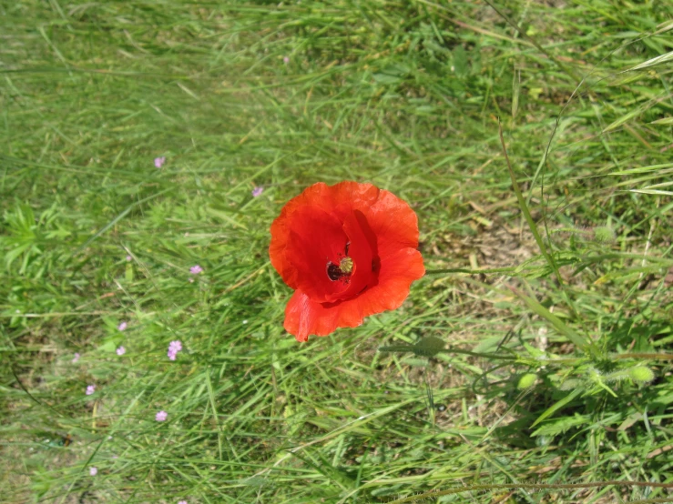 there is a red flower growing in some grass