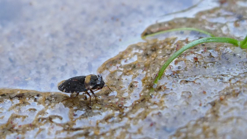 small insect sitting on rock and grass in front of him