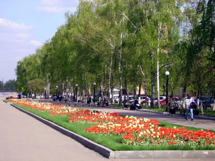 a long garden with bright red flowers along the edge of the walkway