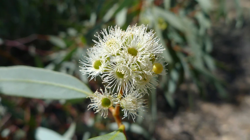 a closeup of a white flower blooming with leaves around it