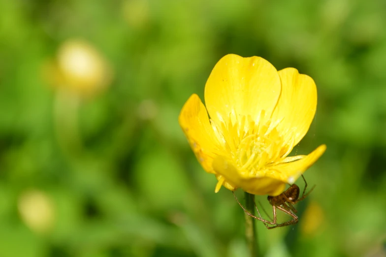 small yellow flower with an insect on it