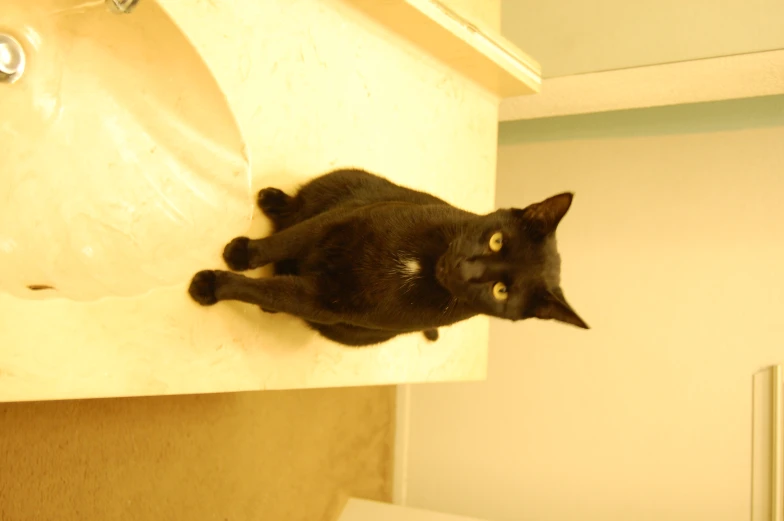 the black cat is sitting on a bathroom counter near a sink