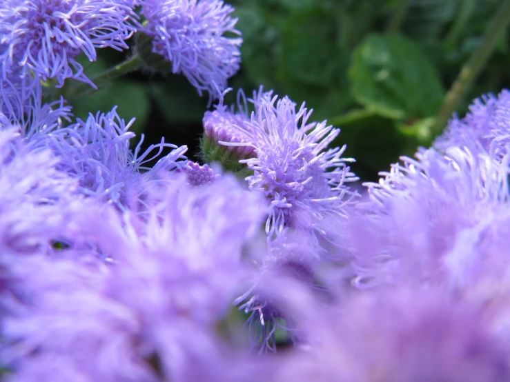 flowers with leaves and purple stems in the foreground