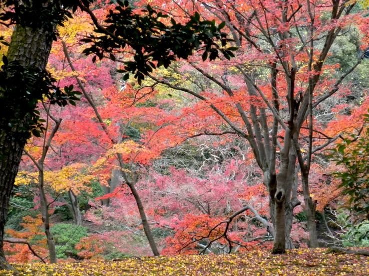 some orange trees that have leaves on them