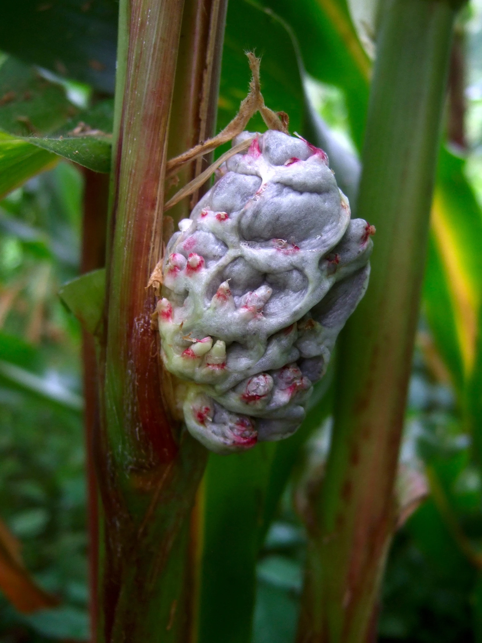 the insect is crawling inside of the flower bud