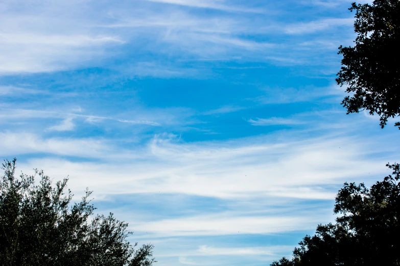 a bird flies high in the sky over trees