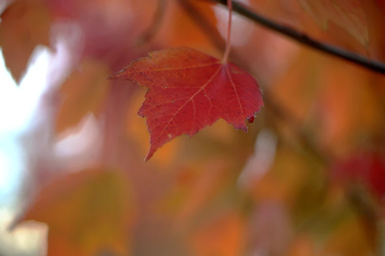 the red leaf is hanging from a tree nch