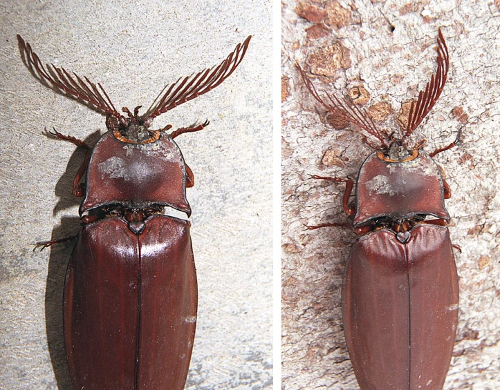 two pictures of a bug made out of wood and another picture of the same insect