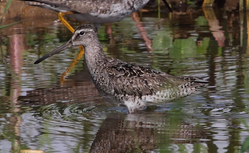 a couple of birds standing in a body of water