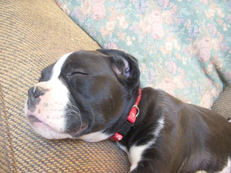 a dog laying down on top of a couch