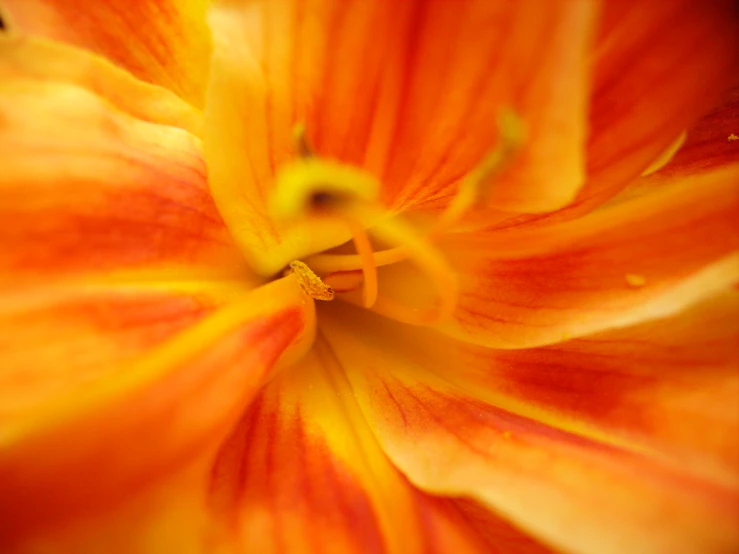 the center of a large orange flower with drops of dew