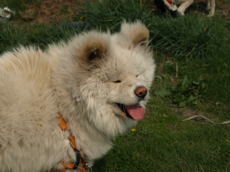 an fluffy white dog with a red collar