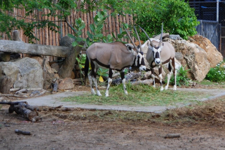 a couple of animals that are standing in the grass