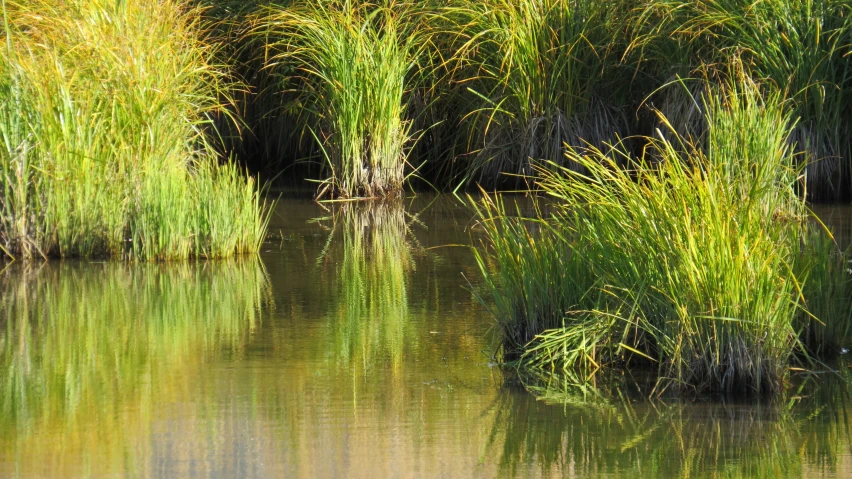 the green vegetation is reflected in the water