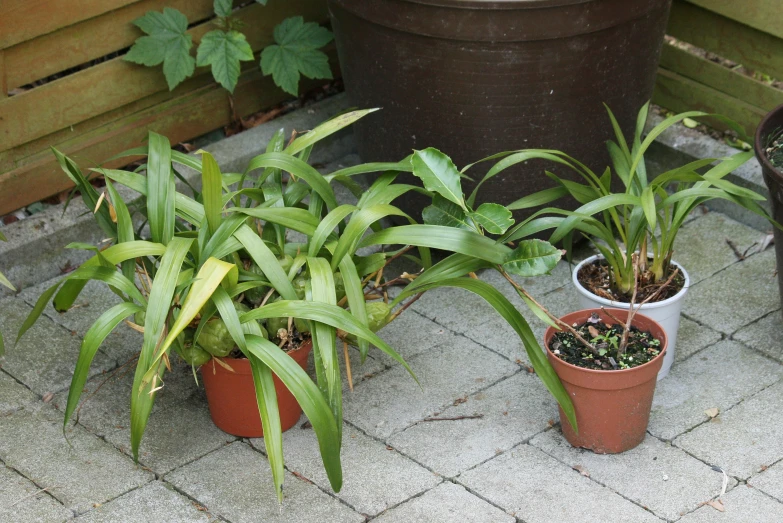 plants sit on a tiled deck and stand beside a wooden fence