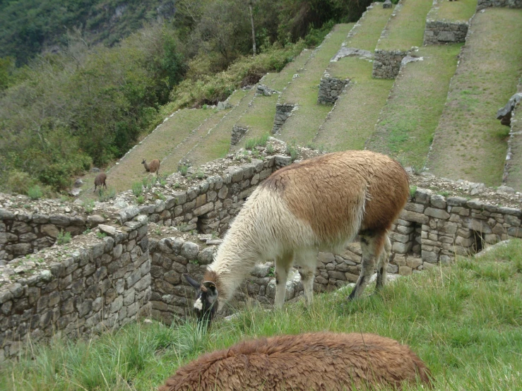 a lamao eating grass near the ancient ruins