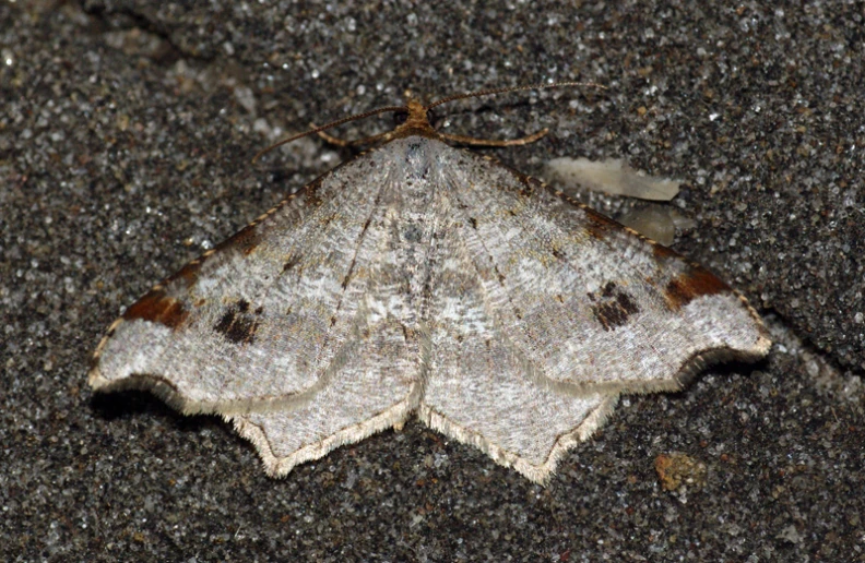 a close up view of a very small white erfly