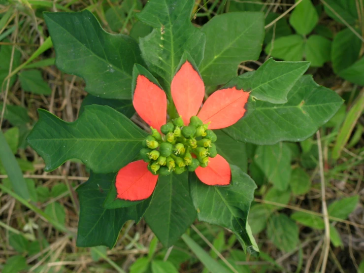 a close up of a flower on a tree