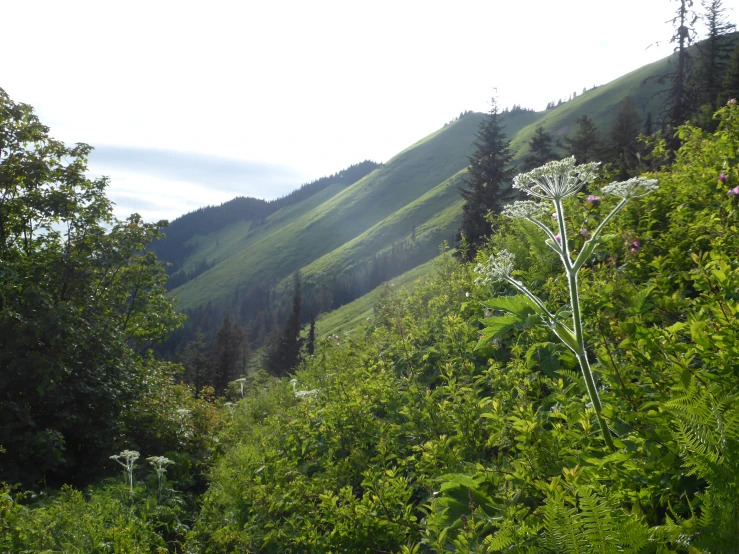 a hill with some trees in front of it