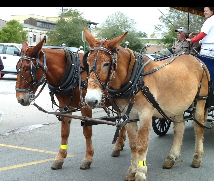 two horses are pulling an old carriage down the street