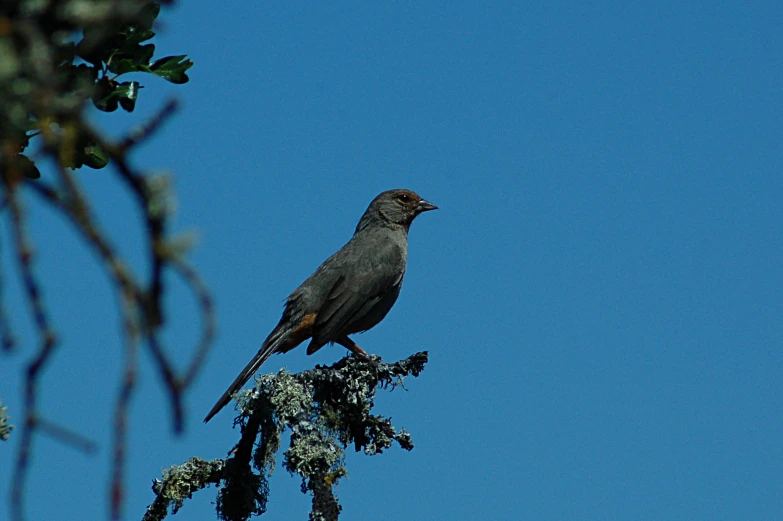a gray bird is sitting on a tree nch