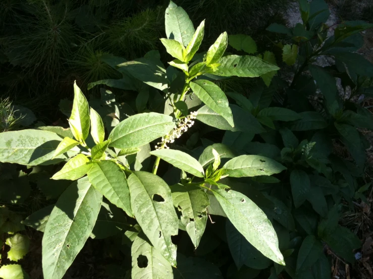 close up of a small tree nch with leaves