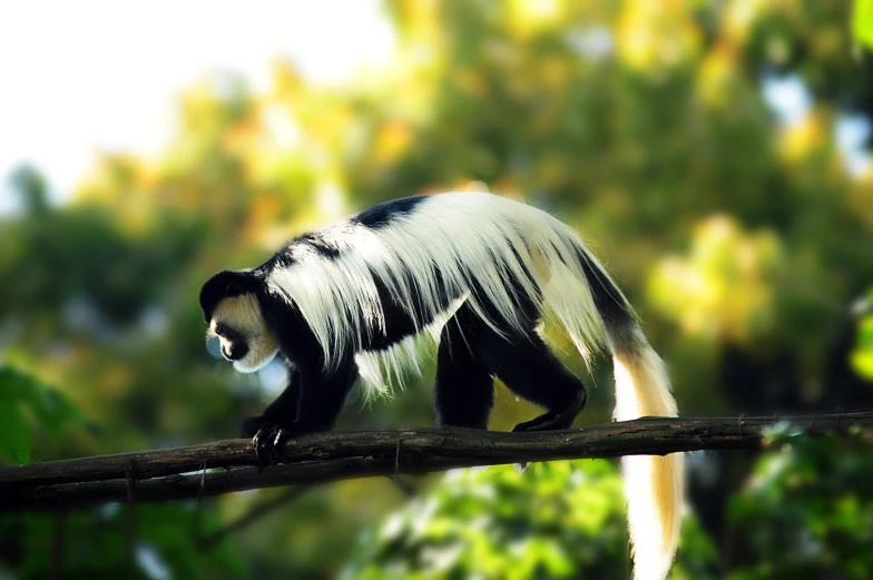 the colorful white and black animal is walking on a nch