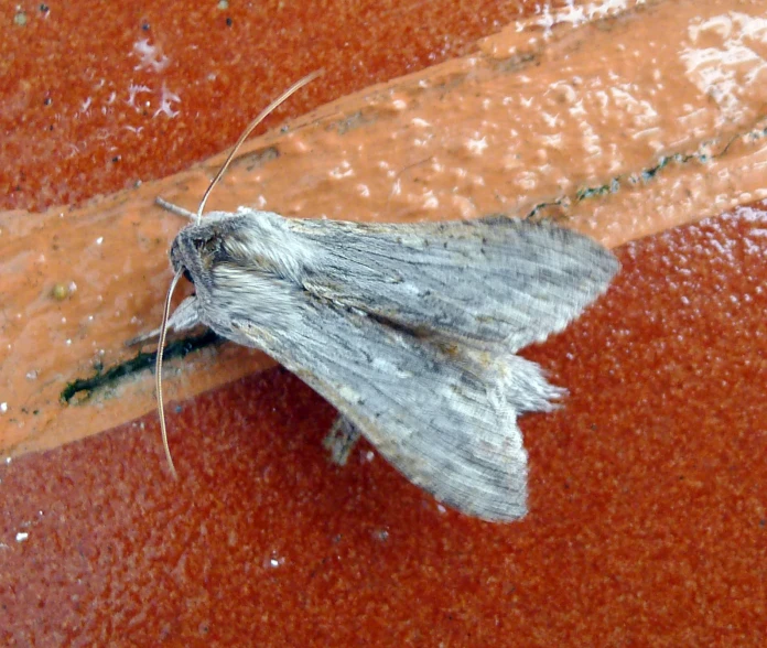 a small moth is hanging on the corner of a street sign