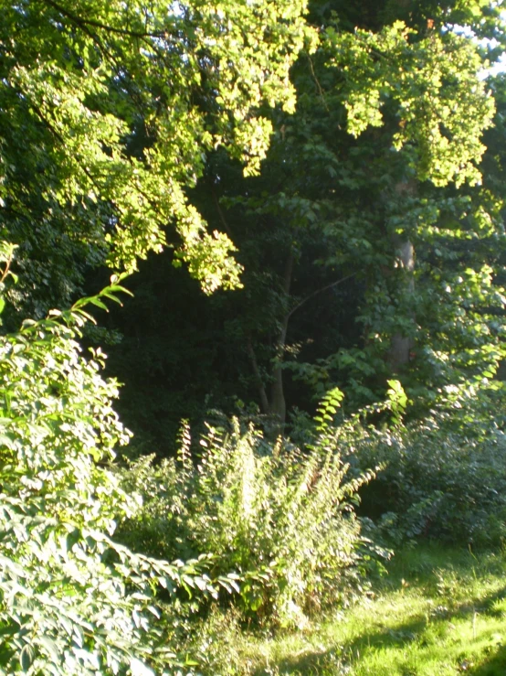 a path in front of a wooded area